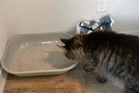 best cat litter for odor control|The Best Cat Litters For Odor Control 2023, Tested.